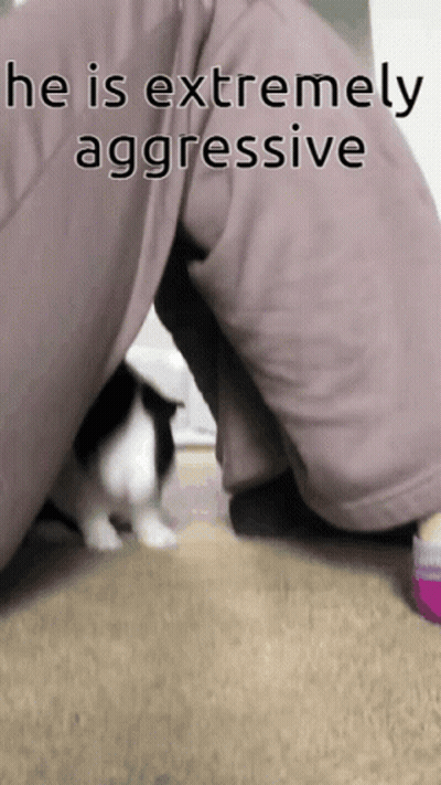 Fried Egg Being Cut With Knife GIF