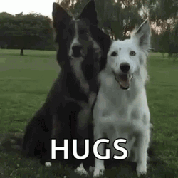 Friend Hug Dogs Border Collie GIF