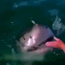 Friendly Sharks Big Jaws GIF