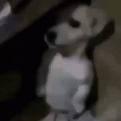 Frightened Puppy Standing In The Corner GIF