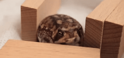 Frog Between Two Wooden Blocks Looking At Camera GIF