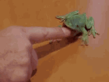 Frog Bite Attack