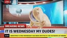 Frog Breaking News Its Wednesday My Dudes GIF