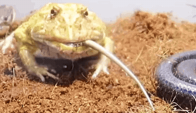 Frog Drinking Water From Hose GIF