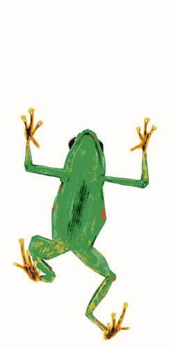 Frog Eat Mosquito  GIF