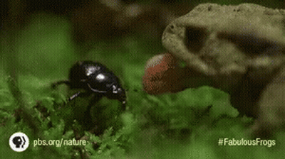 Frog Eating Bug With Tongue Hanging Out GIF