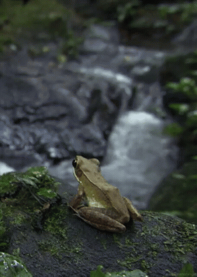 Frog From Http://Headlikeanorange.Tumblr.Com/ GIF