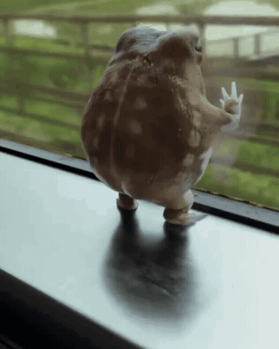 Frog Giving Middle Finger On Window Sill GIF