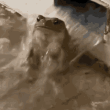 Frog Hard Shower