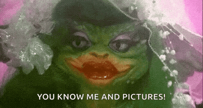Frog In Wedding Dress And Veil GIF