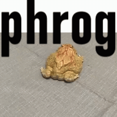 Frog Laying On Floor Phrog GIF