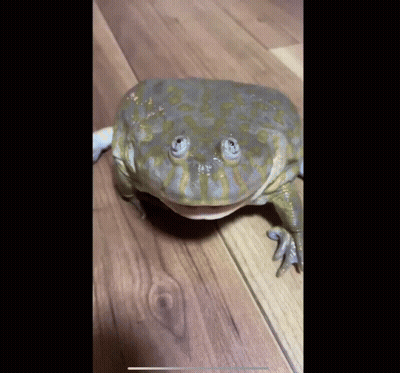 Frog Looking At Camera GIF