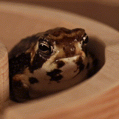 Frog Looking Out Of Hole GIF