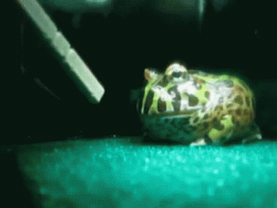 Frog On Green Surface In Water GIF