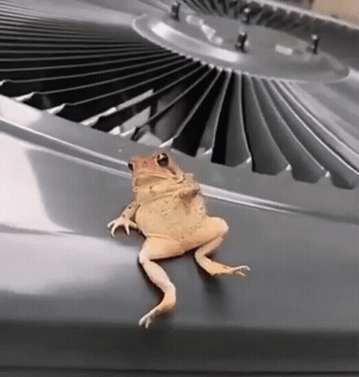 Frog On Hood Of Air Conditioning Unit GIF