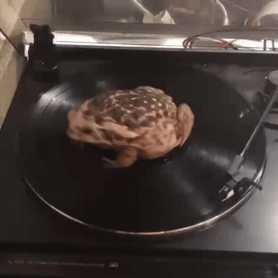 Frog On Turntable Record S-430 GIF
