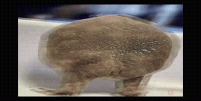 Frog's Back Close-Up GIF