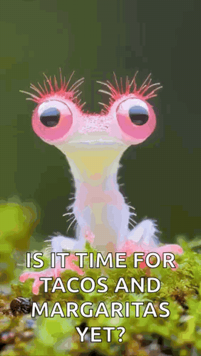 Frog Saying Is It Time For Tacos And Margaritas Yet GIF