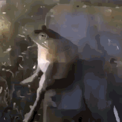 Frog Sit Sitting Frog GIF