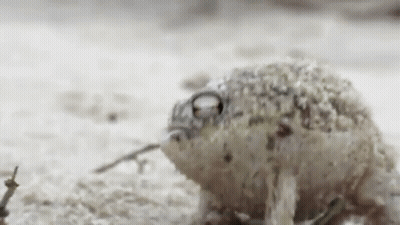 Frog Sitting GIF