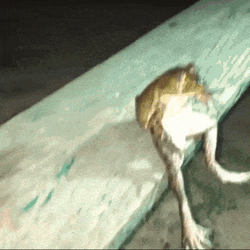 Frog Sitting GIF