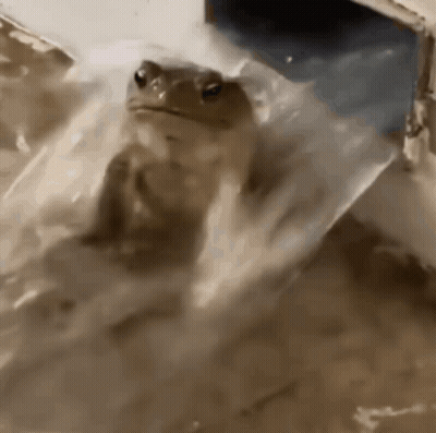 Frog Sitting In Bucket Of Water GIF