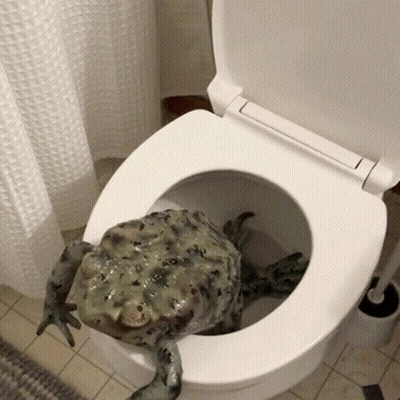Frog Sitting In Toilet GIF