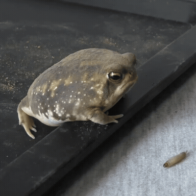 Frog Sitting Next To Small Bug GIF