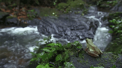 Frog Sitting On Rock In Front Of Waterfall GIF