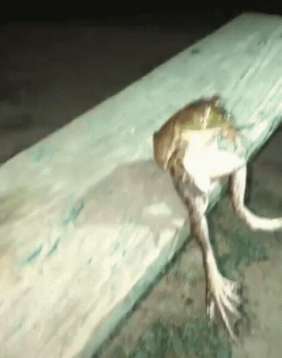 Frog Sitting On Rock In Pond GIF
