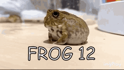 Frog Sitting On Table With Frog 12 GIF