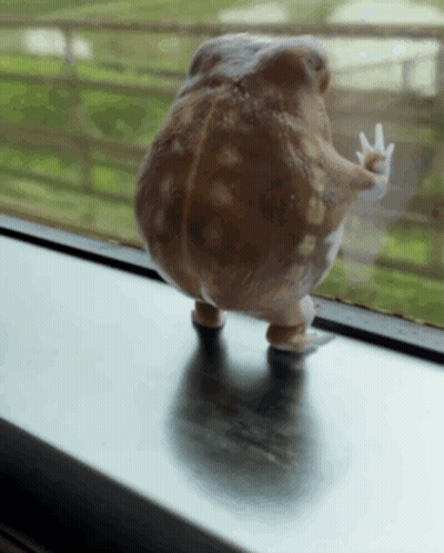 Frog Standing On Window Sill GIF
