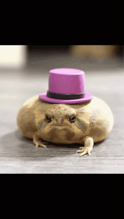 Frog Standing On Wooden Floor Looking At Camera GIF