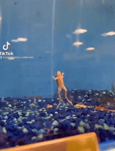 Frog Swimming In Fish Tank GIF