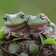 Frog Taekook Couple