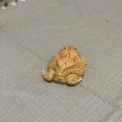 Frog Walking GIF