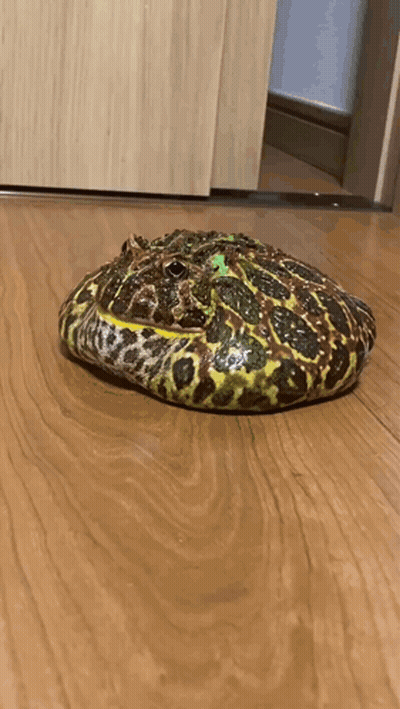 Frog Walking GIF