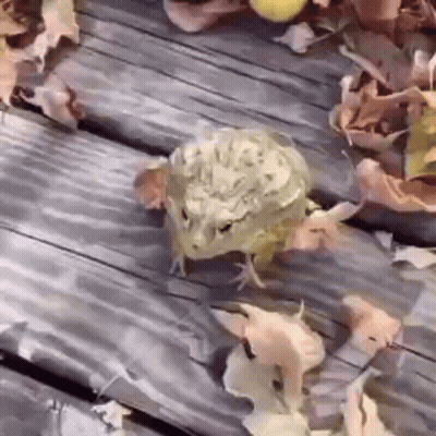 Frog Walking On Wooden Deck With Leaves GIF