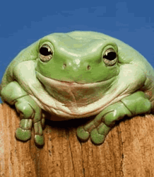 Frog Weird Smile