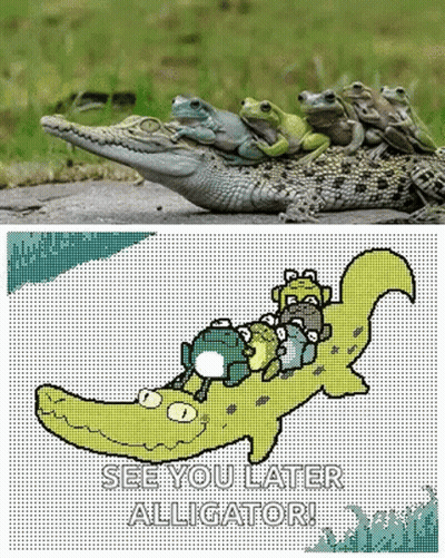 Frog Wholesome GIF