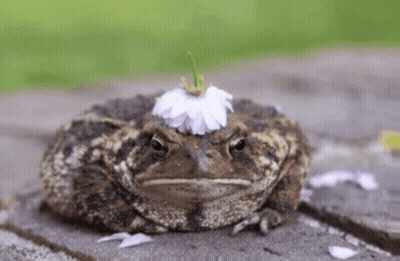 Frog With Flower On Head GIF