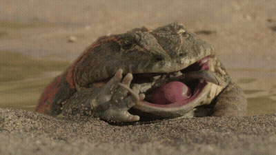 Frog With Mouth Open And Tongue Out GIF