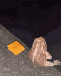 Frog With Snacks
