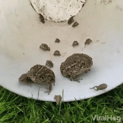 Frogs Sitting On Plate Saying Viralhog GIF
