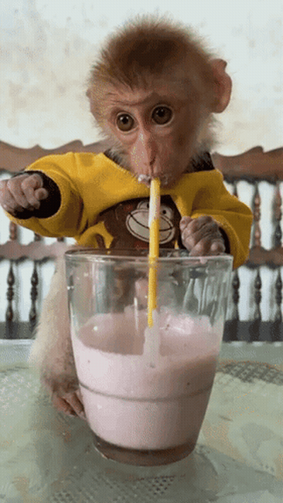 Fruityrsreal Monkey GIF