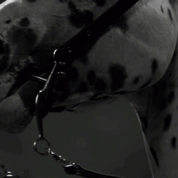 Fsu Powerful Horse GIF