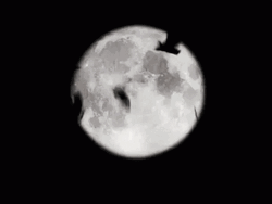 Full Moon Bat Flying GIF