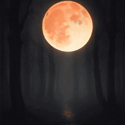 Full Moon In Dark Forest With Silhouetted Trees GIF