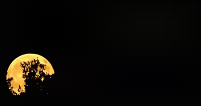 Full Moon With Silhouette Of Tree GIF