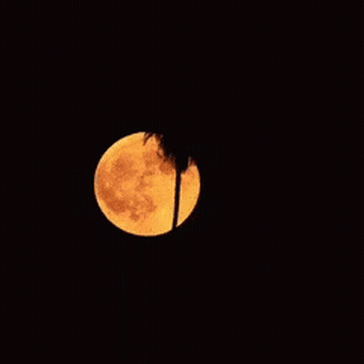 Full Moon With Silhouetted Palm Tree GIF